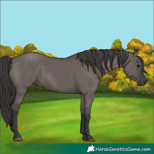 Horse Color:Smoky Grullo Rabicano 