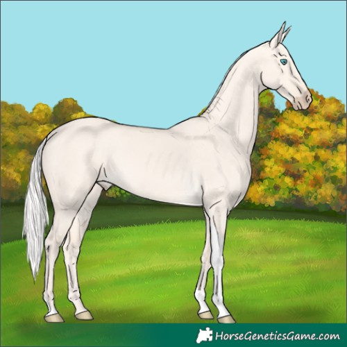 Horse Color:Silver Perlino Dun Tobiano Rabicano