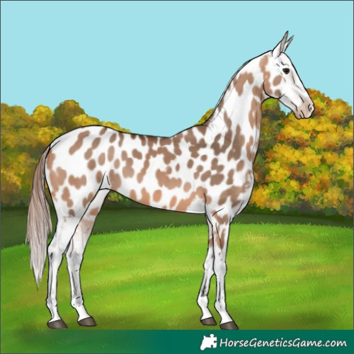 Horse Color:Bay Dun Appaloosa 