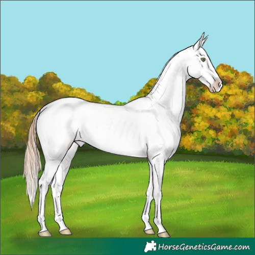 Horse Color:Gold Champagne Dun Tobiano Appaloosa