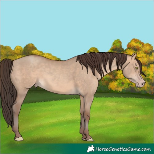 Horse Color:Sable Champagne Dun 