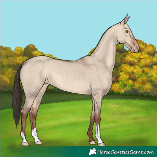 Horse Color:Amber Champagne Dun 