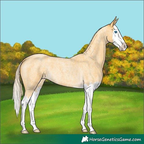 Horse Color:Gold Cream Champagne Roan Splash 