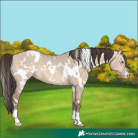 Horse Color:White Spotted Amber Champagne Dun