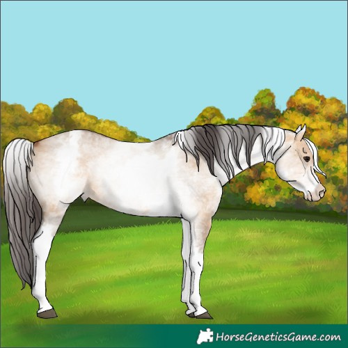 Horse Color:White Spotted Bay Dun