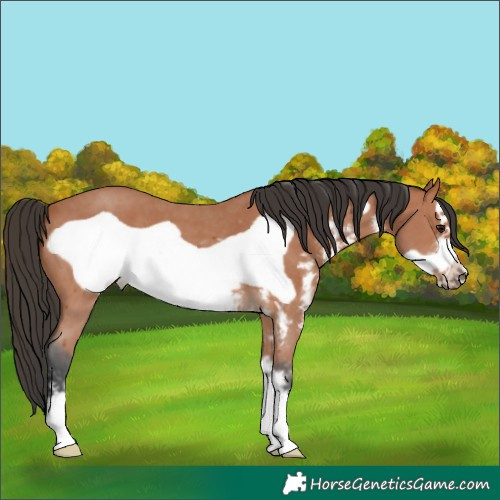Horse Color:Bay Sabino Frame 