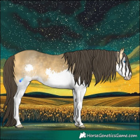 Horse Color:Buckskin Splash 
