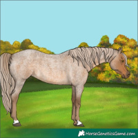 Horse Color:Chocolate Palomino Roan 
