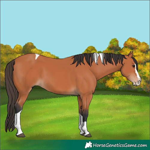 Horse Color:Bay Splash Tobiano