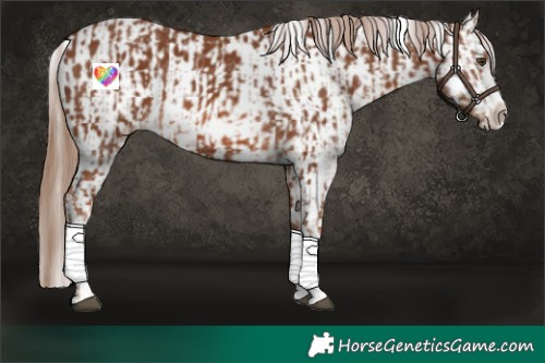 Horse Color:Chestnut Splash Frame  and Chestnut Splash Frame Appaloosa 