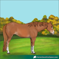 Horse Color:Chestnut 