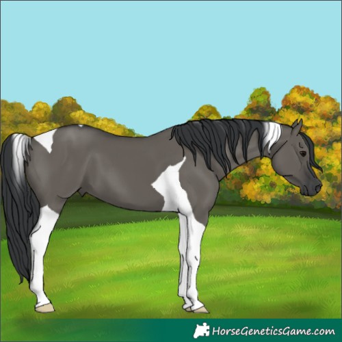 Horse Color:Grullo Tobiano 