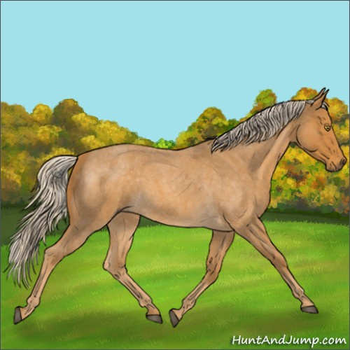 Horse Color:Palomino Roan 