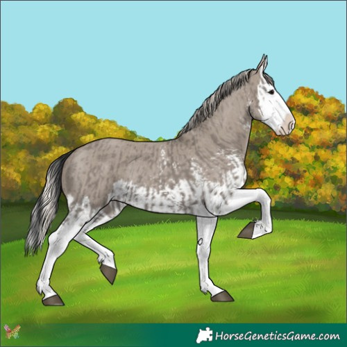 Horse Color:Grullo Sabino Splash  and Silver Grullo Sabino Splash 