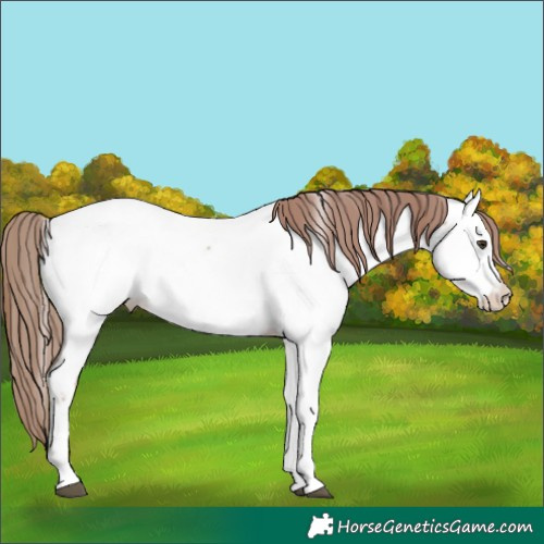 Horse Color:Red Dun Tobiano Appaloosa 