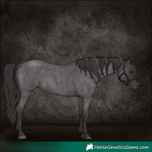 Horse Color:Smoky Blue Roan
