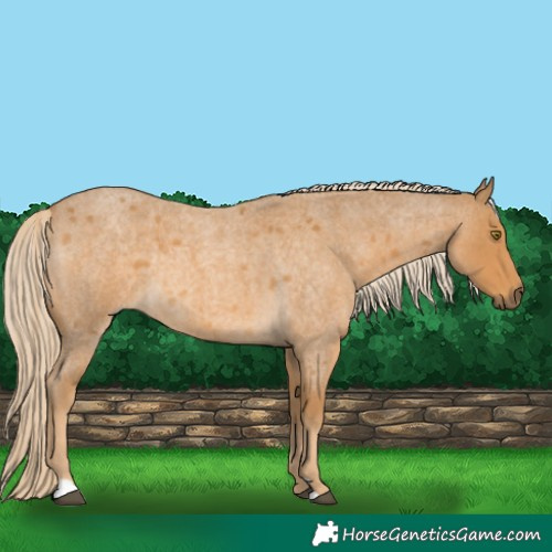 Horse Color:Palomino Roan 