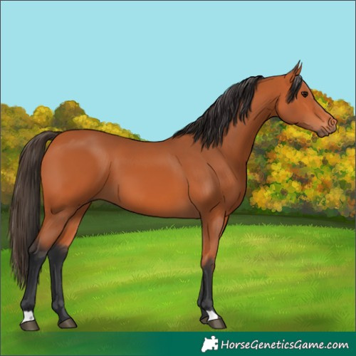 Horse Color:Bay 