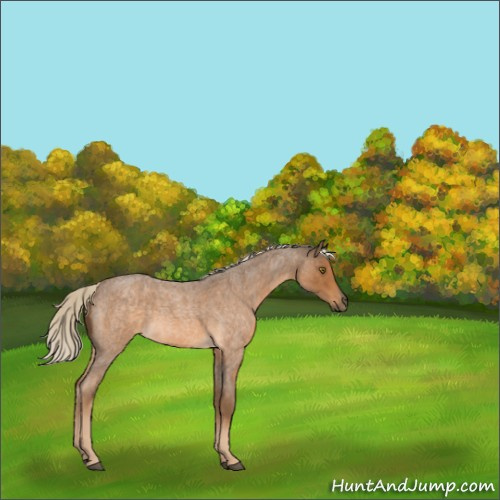 Horse Color:Chocolate Palomino Roan 