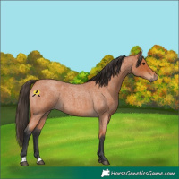 Horse Color:Bay Roan 