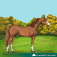 Horse Color:Chestnut 
