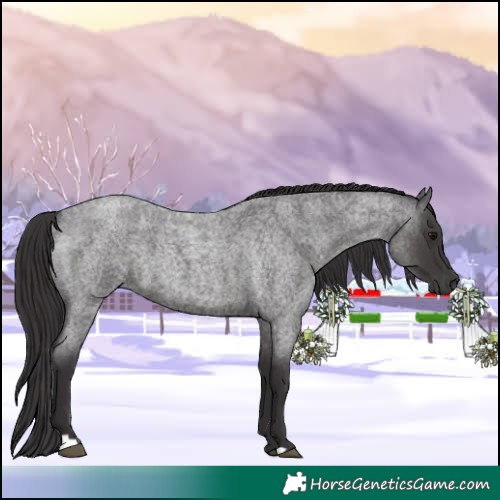 Horse Color:Smoky Blue Roan 