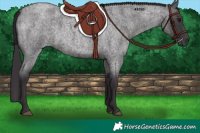 Horse Color:Smoky Blue Roan 