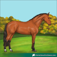 Horse Color:Bay 