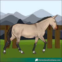 Horse Color:Bay Dun 
