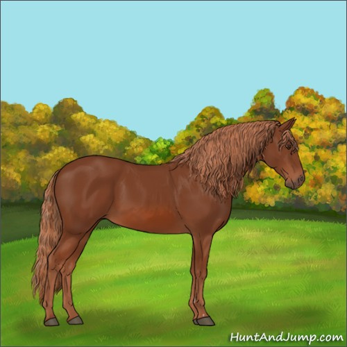Horse Color:Chestnut 