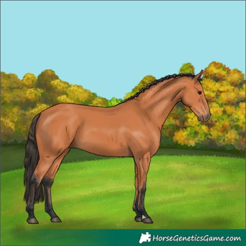 Horse Color:Bay 