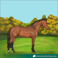 Horse Color:Bay 
