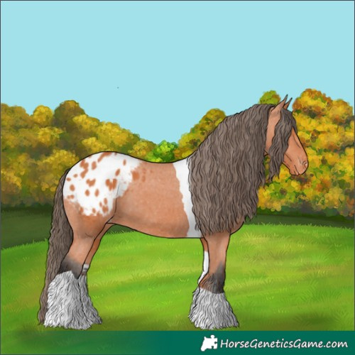 Horse Color:Bay Tobiano Appaloosa