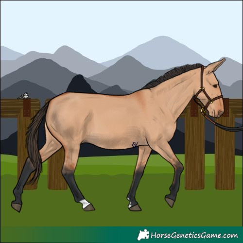 Horse Color:Bay Dun 