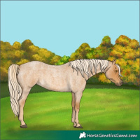 Horse Color:Palomino Roan 