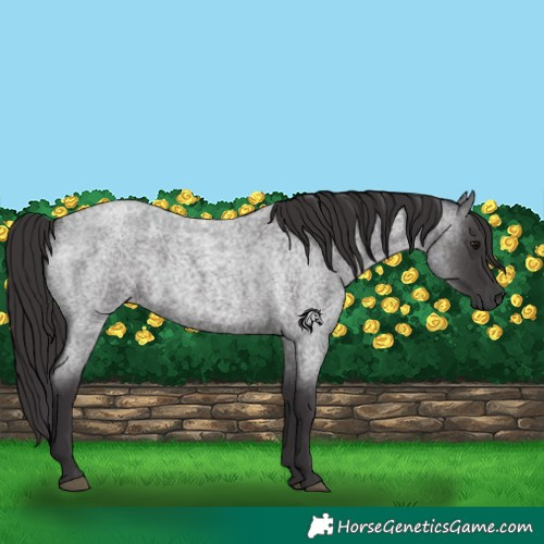 Horse Color:Smoky Blue Roan 