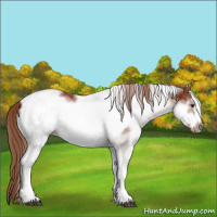 Horse Color:White Spotted Chestnut Frame 