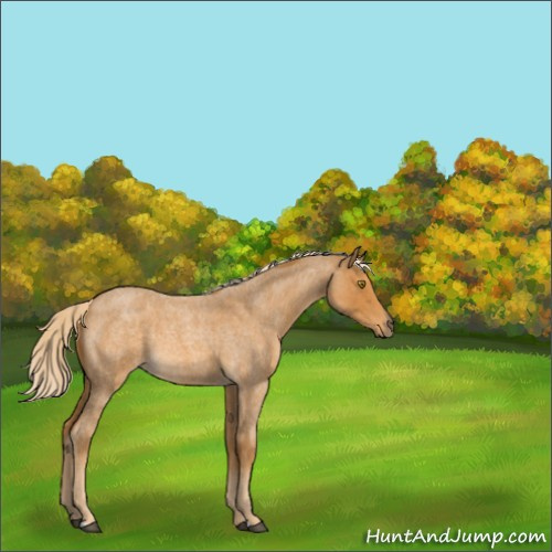 Horse Color:Palomino Roan 