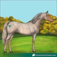 Horse Color:Chocolate Palomino Roan 