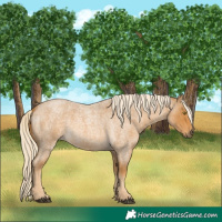 Horse Color:Palomino Roan 