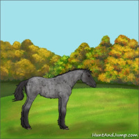 Horse Color:Smoky Blue Roan 
