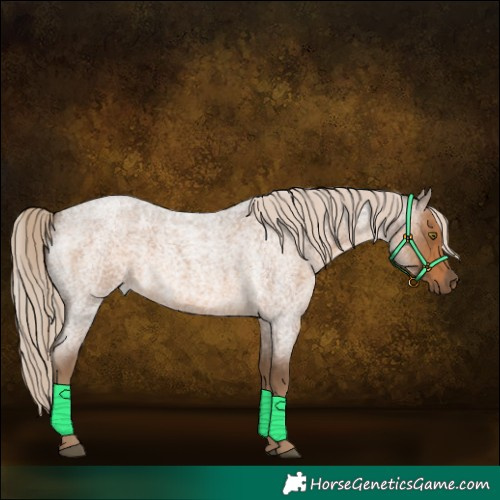 Horse Color:Chocolate Palomino Roan 