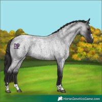 Horse Color:Smoky Blue Roan