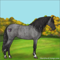Horse Color:Smoky Blue Roan 