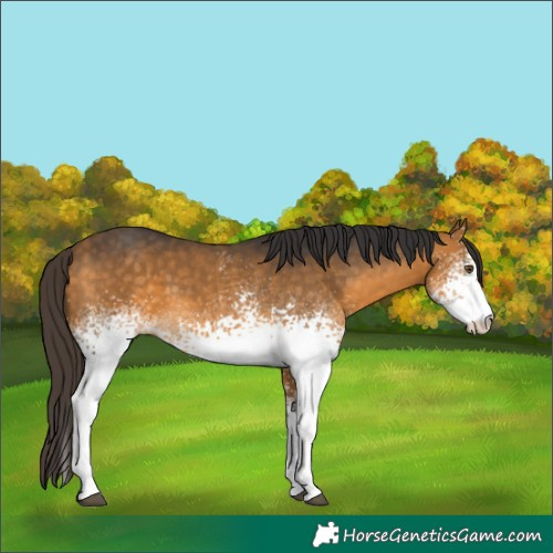Horse Color:White Spotted Buckskin 