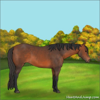 Horse Color:Bay 