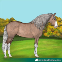 Horse Color:White Spotted Silver Bay Dun Mushroom Rabicano