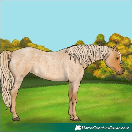 Horse Color:Palomino Roan