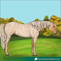 Horse Color:Palomino Roan