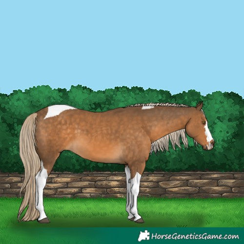 Horse Color:Chocolate Palomino Tobiano 